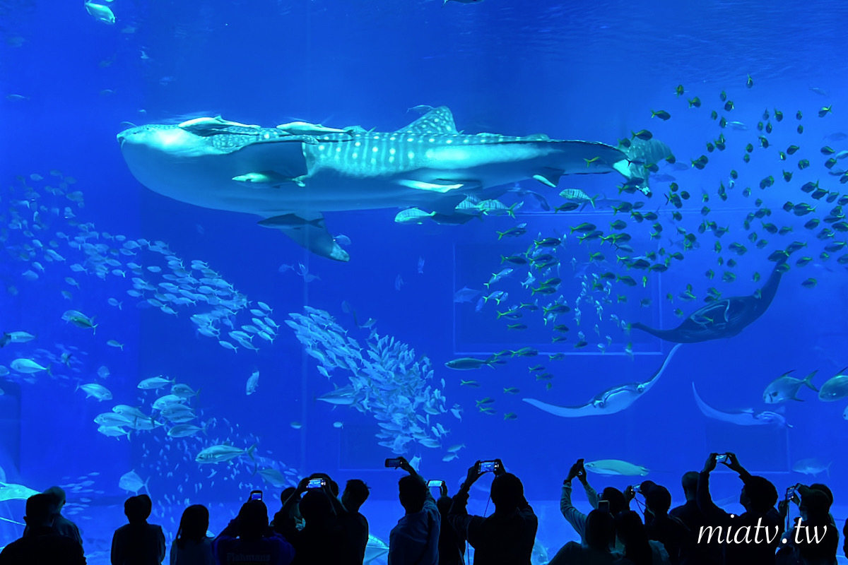 【沖繩美麗海水族館票價及表演資訊】親眼見到鯨鯊的震撼瞬間 感動無比 - 第18張圖