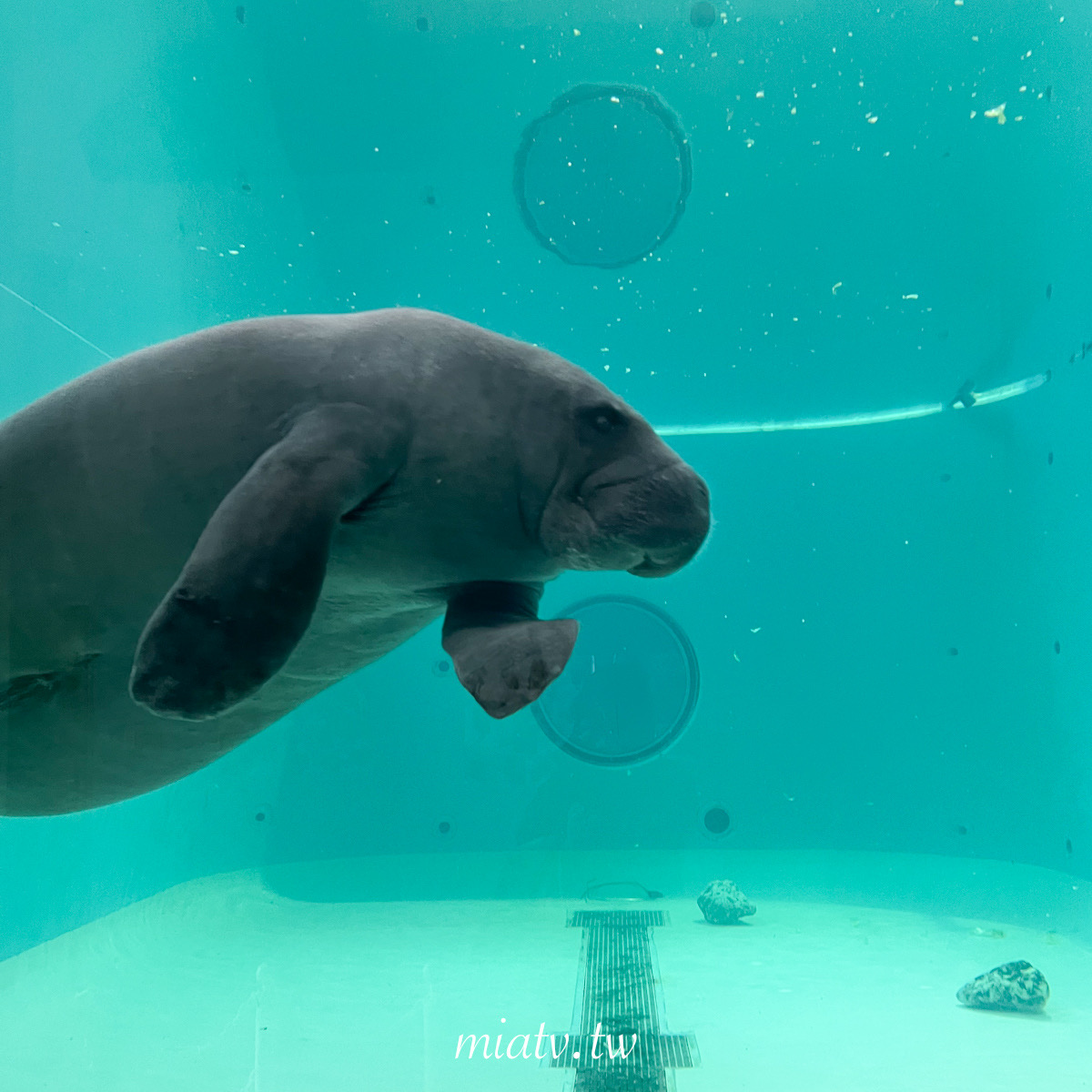 【沖繩美麗海水族館票價及表演資訊】親眼見到鯨鯊的震撼瞬間 感動無比 - 第14張圖