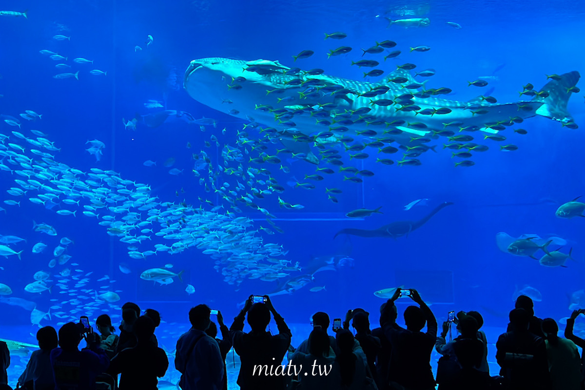 【沖繩美麗海水族館票價及表演資訊】親眼見到鯨鯊的震撼瞬間 感動無比 - 第1張圖