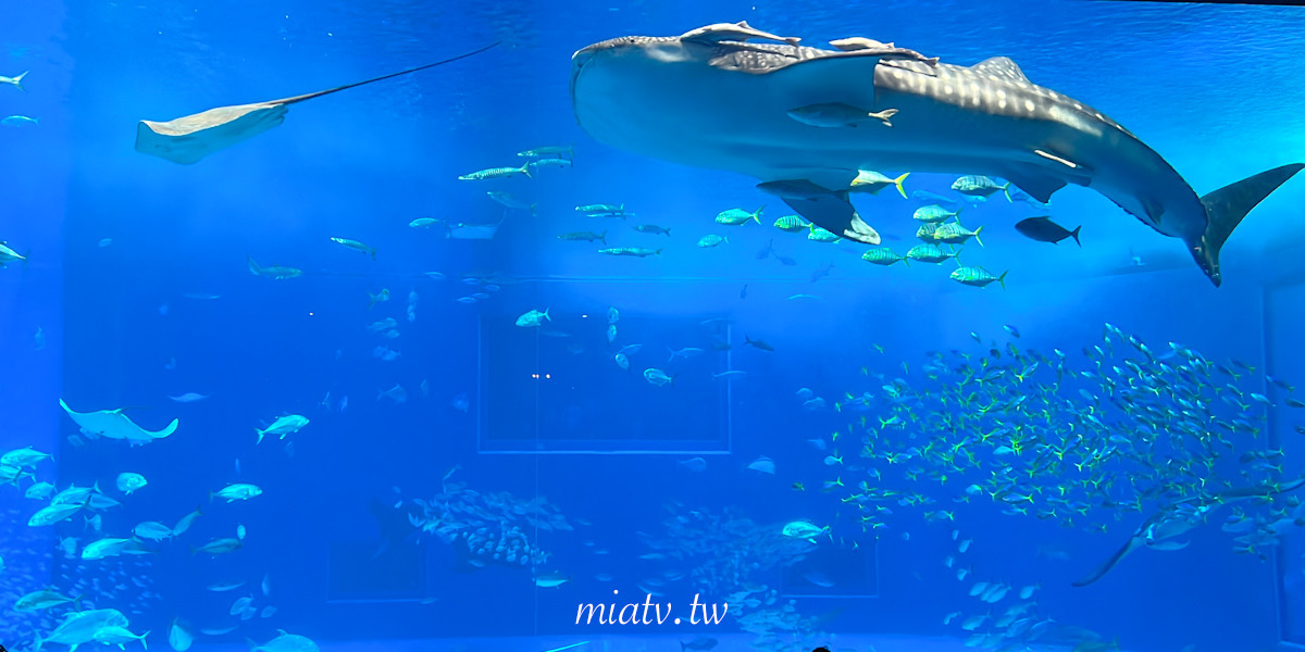 【沖繩美麗海水族館票價及表演資訊】親眼見到鯨鯊的震撼瞬間 感動無比 - 第15張圖