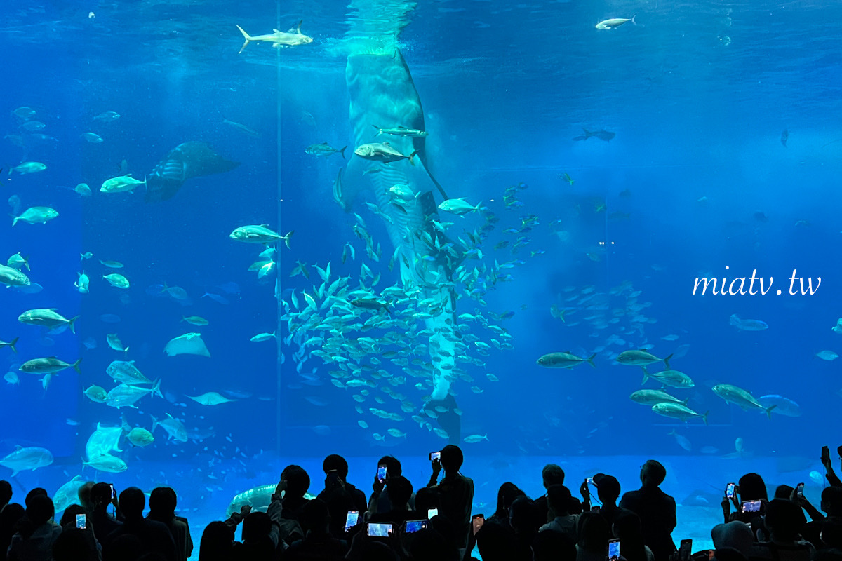 【沖繩美麗海水族館票價及表演資訊】親眼見到鯨鯊的震撼瞬間 感動無比 - 第32張圖