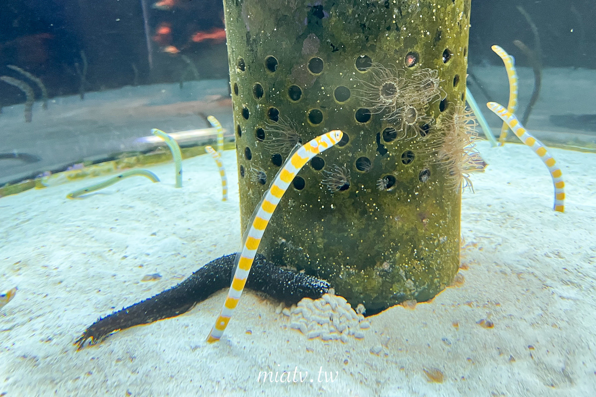 【沖繩美麗海水族館票價及表演資訊】親眼見到鯨鯊的震撼瞬間 感動無比 - 第8張圖