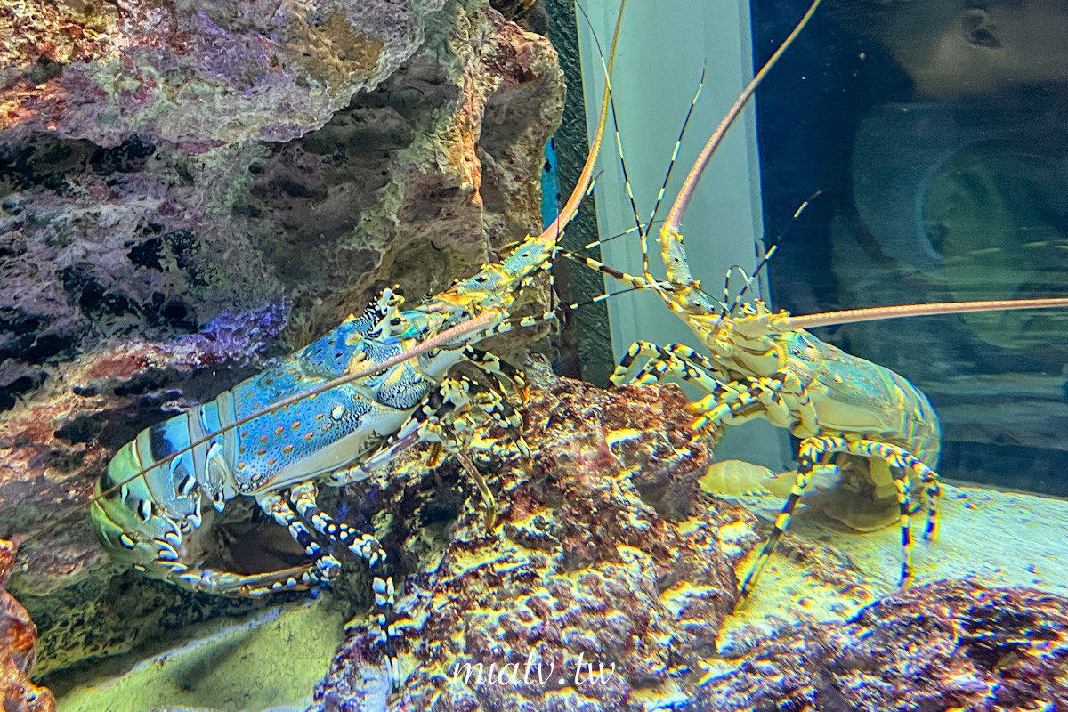 【沖繩美麗海水族館票價及表演資訊】親眼見到鯨鯊的震撼瞬間 感動無比 - 第7張圖