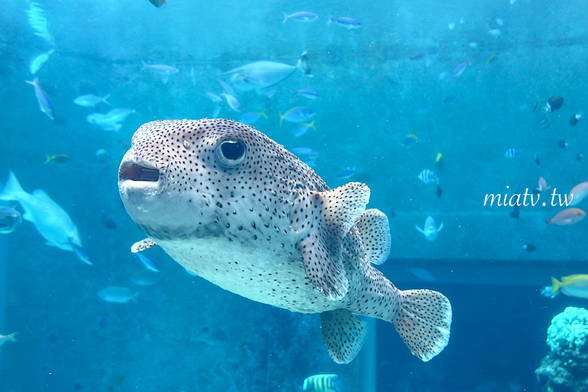 【沖繩美麗海水族館票價及表演資訊】親眼見到鯨鯊的震撼瞬間 感動無比 - 第4張圖
