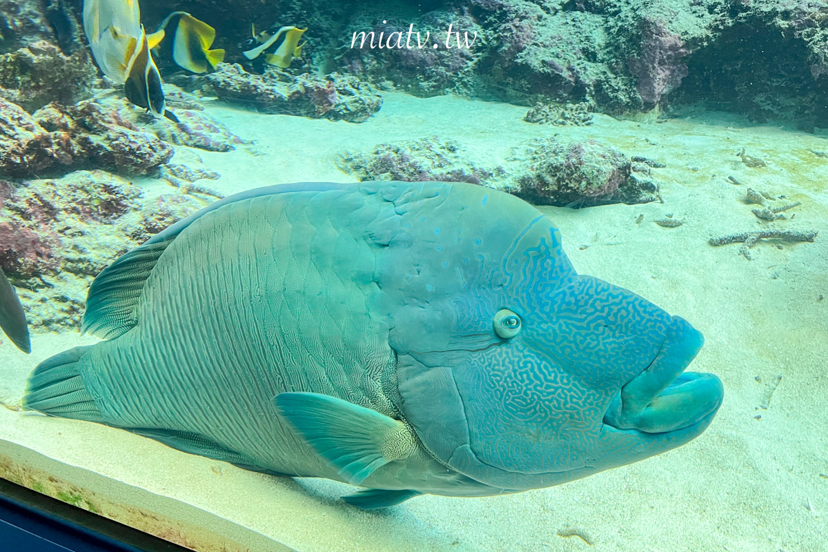 【沖繩美麗海水族館票價及表演資訊】親眼見到鯨鯊的震撼瞬間 感動無比 - 第5張圖