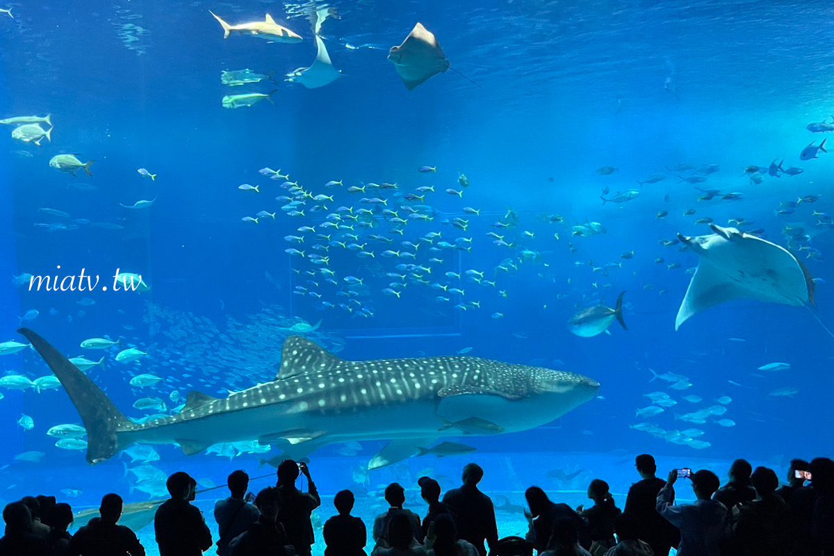 【沖繩美麗海水族館票價及表演資訊】親眼見到鯨鯊的震撼瞬間 感動無比 - 第19張圖