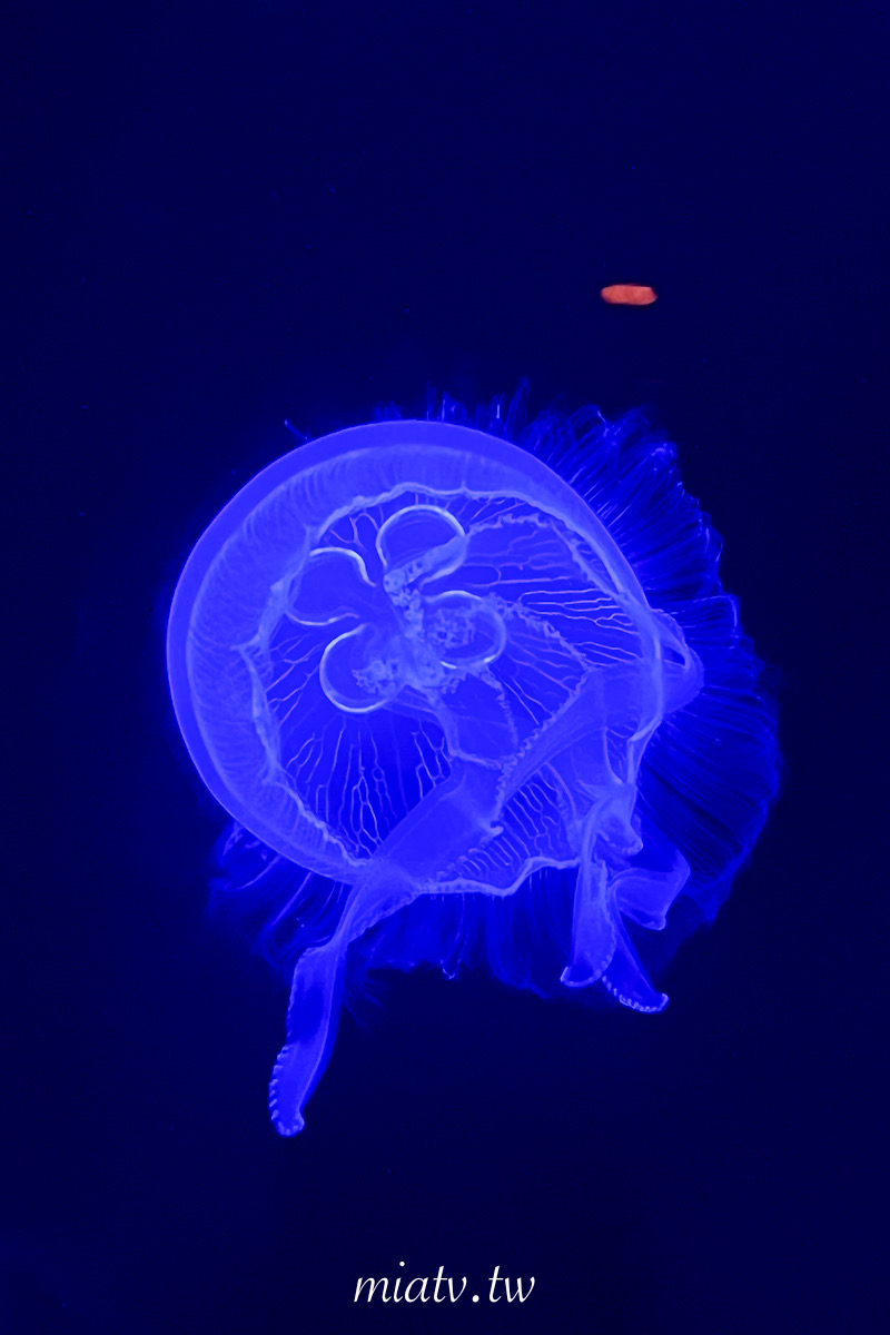 【沖繩美麗海水族館票價及表演資訊】親眼見到鯨鯊的震撼瞬間 感動無比 - 第10張圖