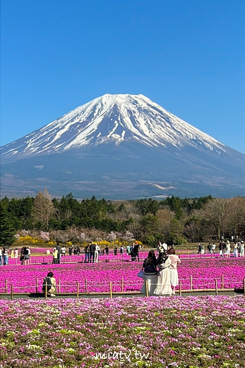 【富士芝櫻祭攻略】2026年富士山最美的粉紅色夢境