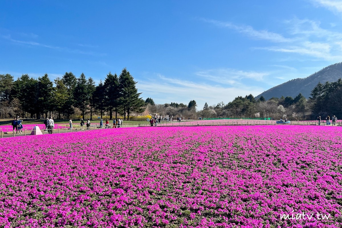 【富士芝櫻祭攻略】2026年富士山最美的粉紅色夢境