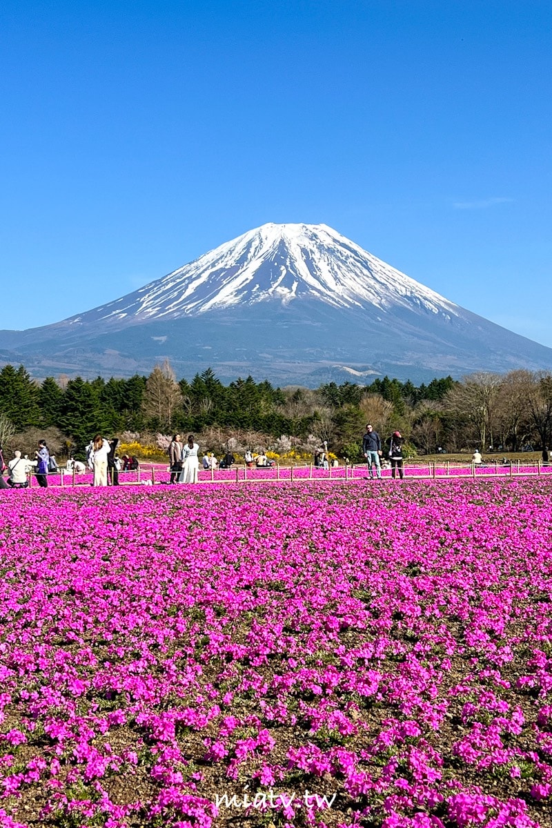 【富士芝櫻祭攻略】2026年富士山最美的粉紅色夢境