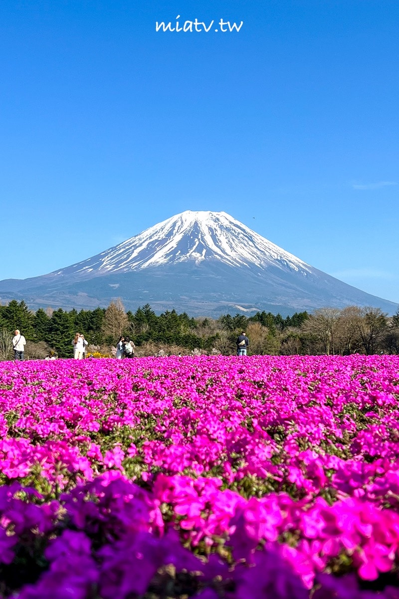 【富士芝櫻祭攻略】2026年富士山最美的粉紅色夢境